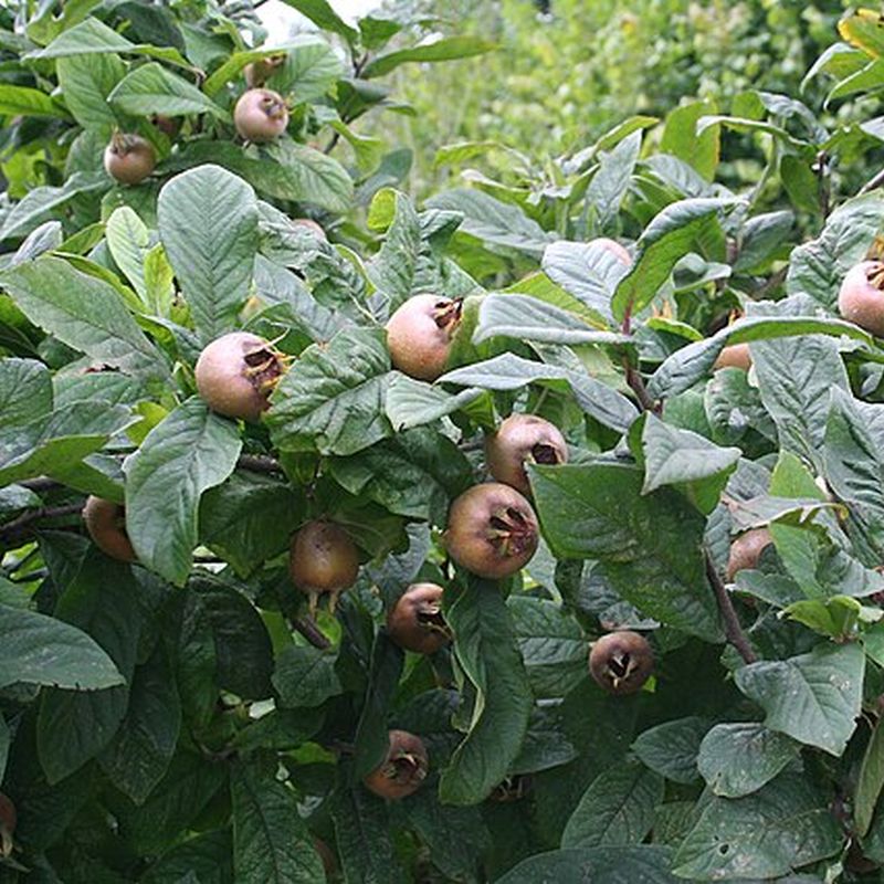mišpule obecná