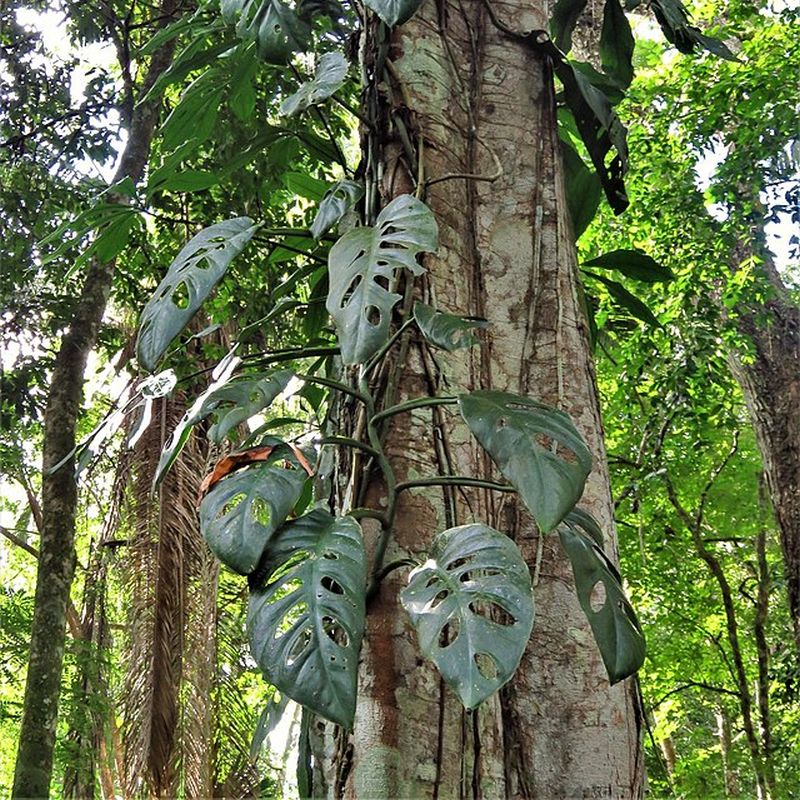 monstera špičatá