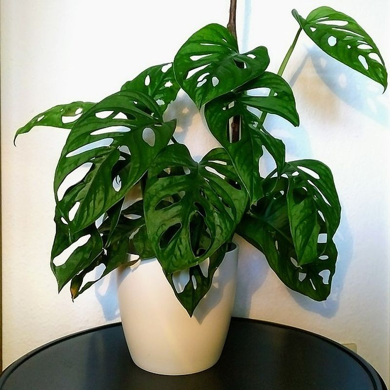 monstera adansonova