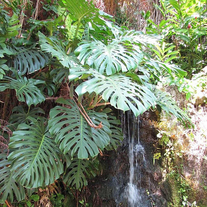 monstera lahodná