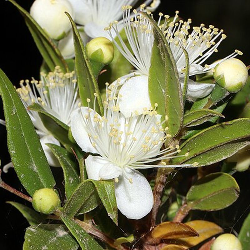 myrta obecná