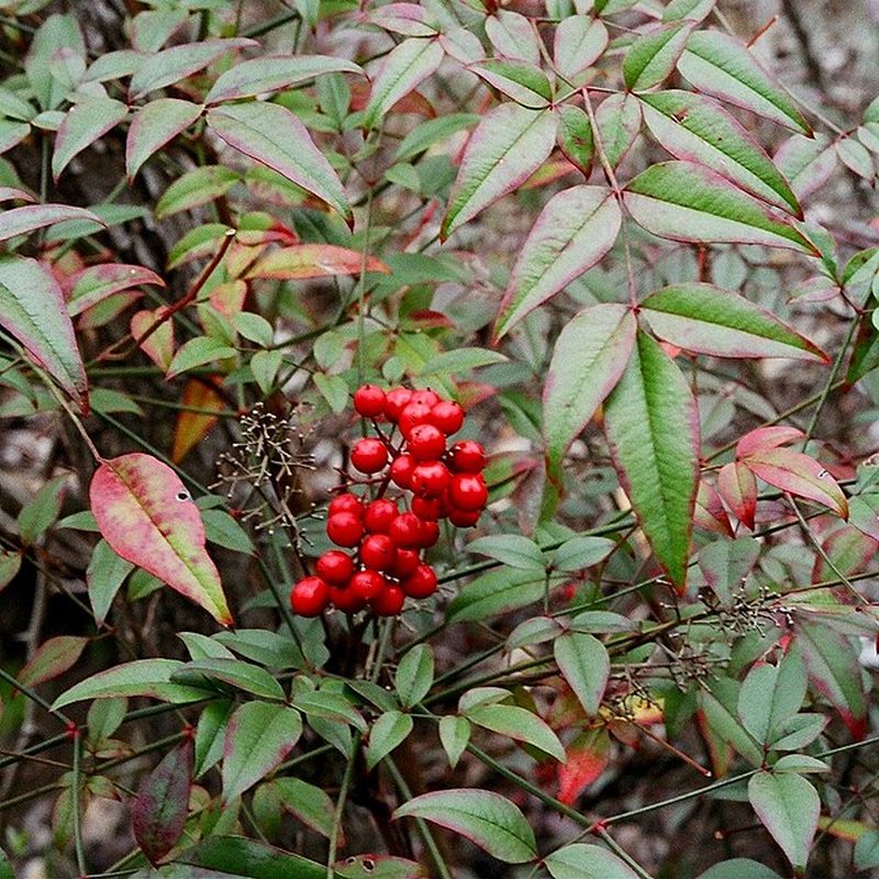 nandina domácí