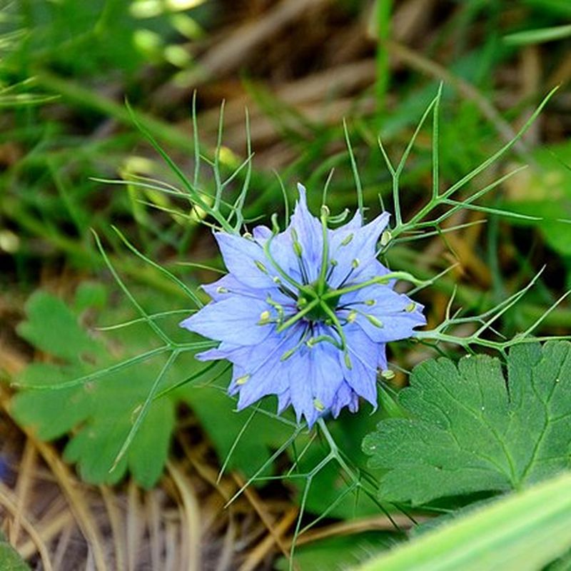černucha damašská