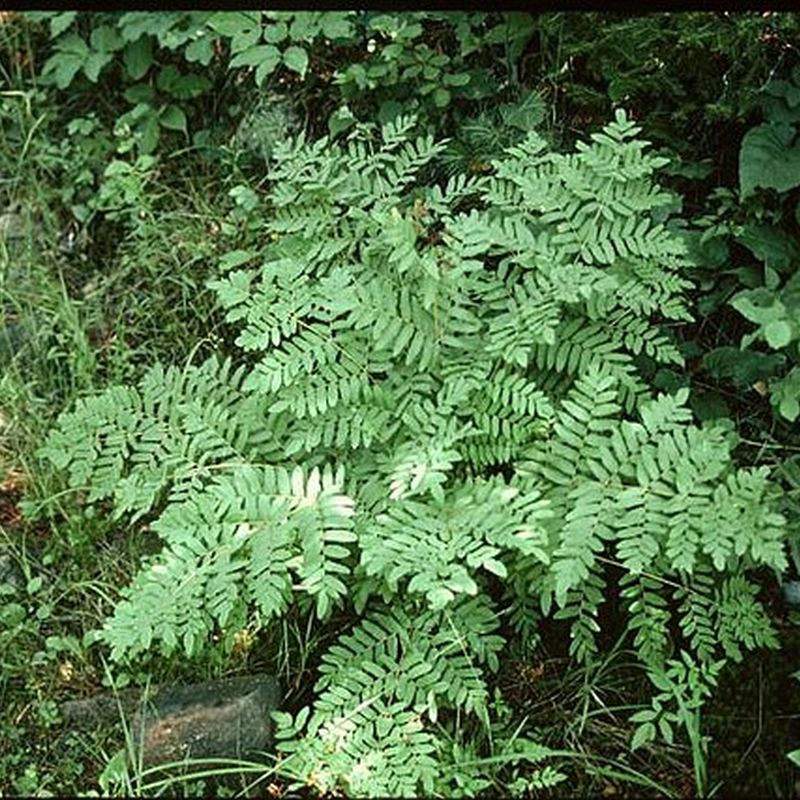 osmundka královská