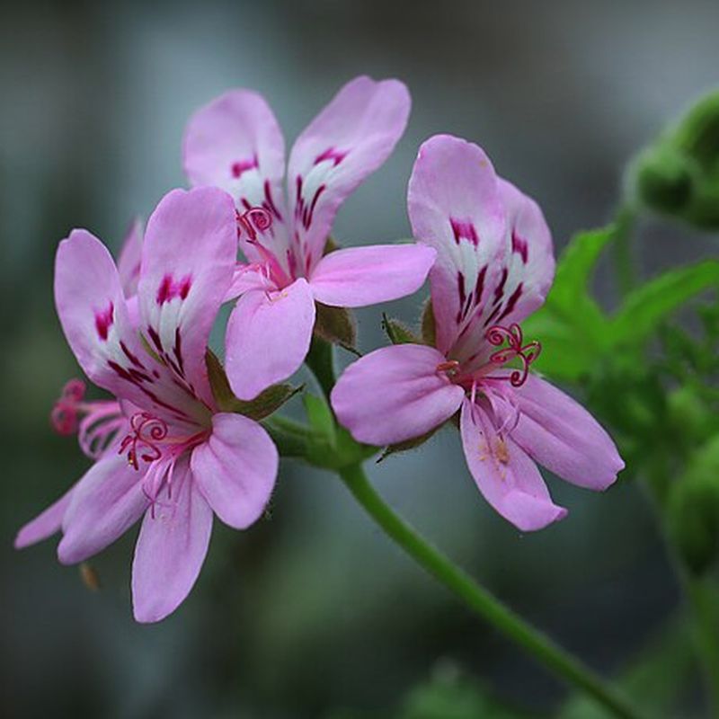 pelargonie růžová