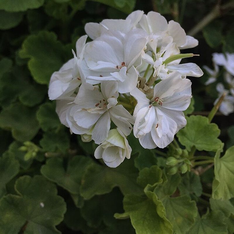 pelargonie zahradní