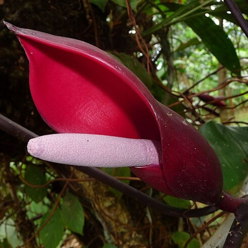 filodendron červenající