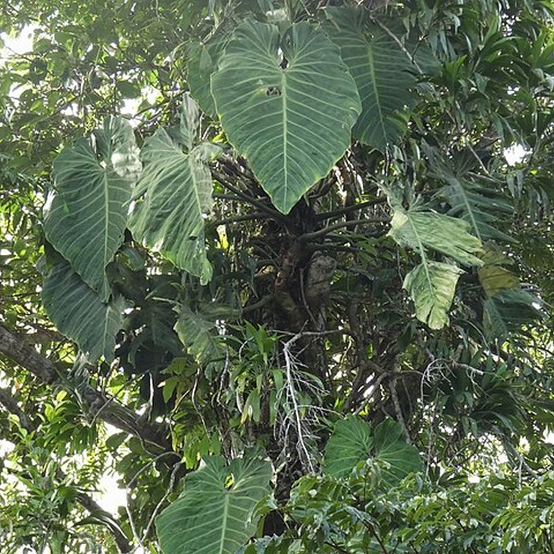 filodendron obrovský