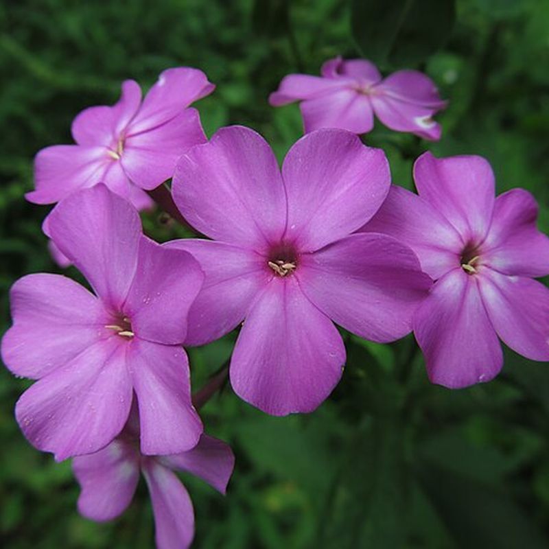 flox latnatý
