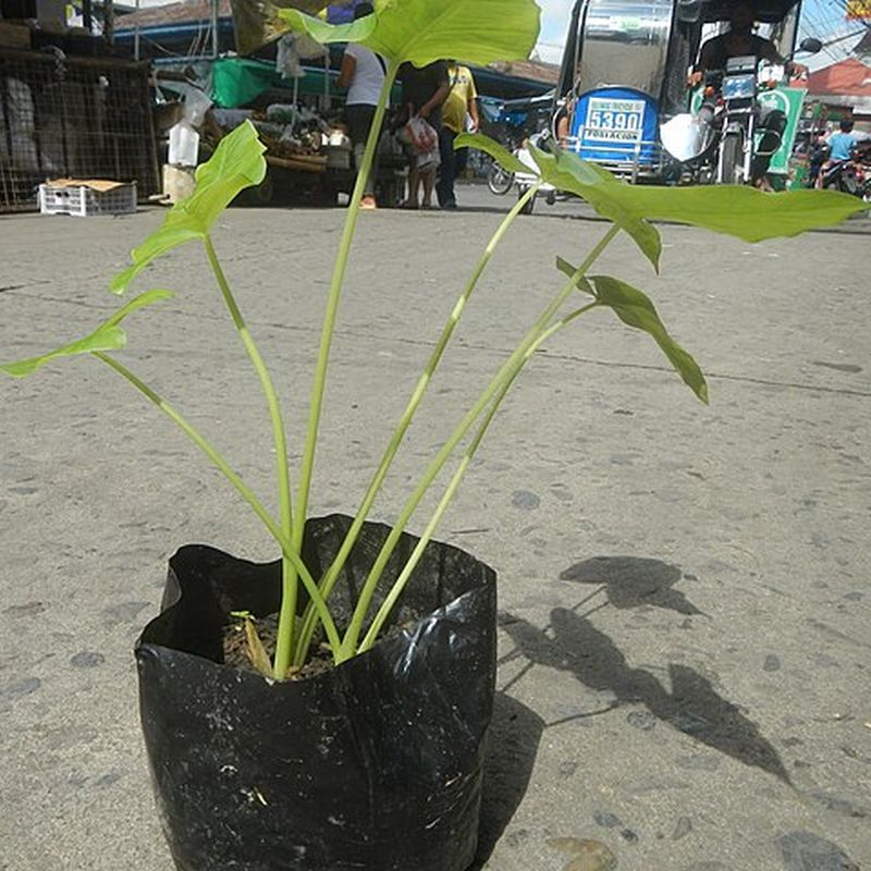 Phyllotaenium