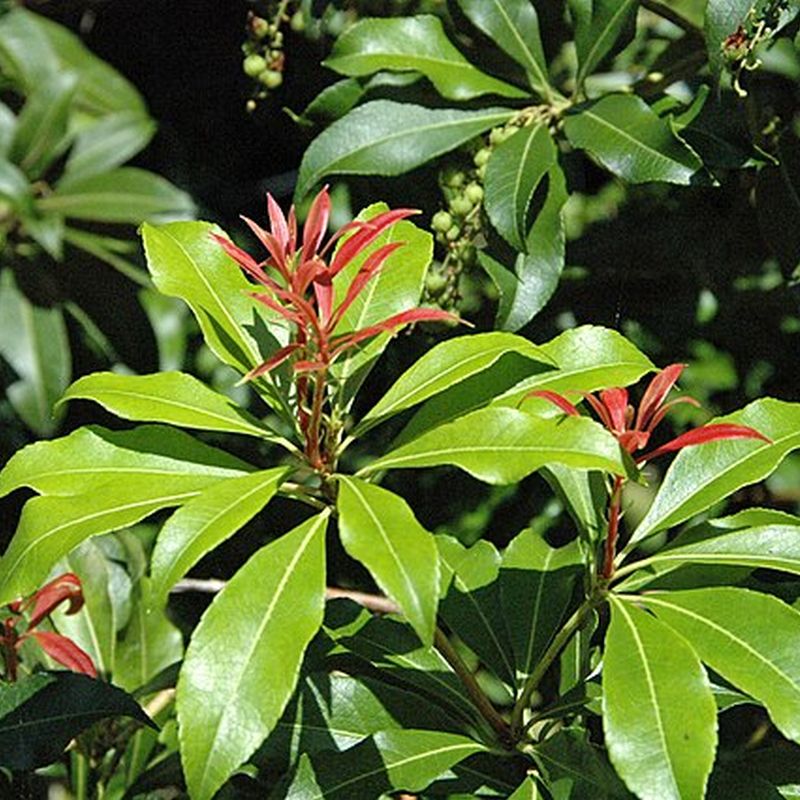 pieris japonský