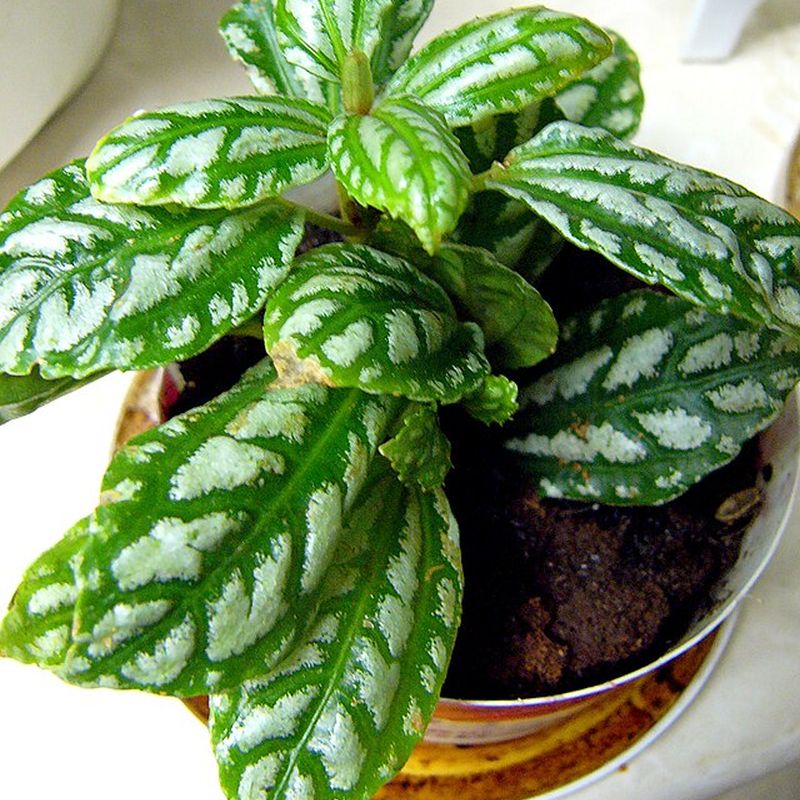 pilea hliníková