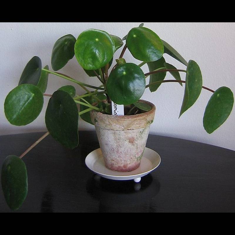 pilea peperomiovitá