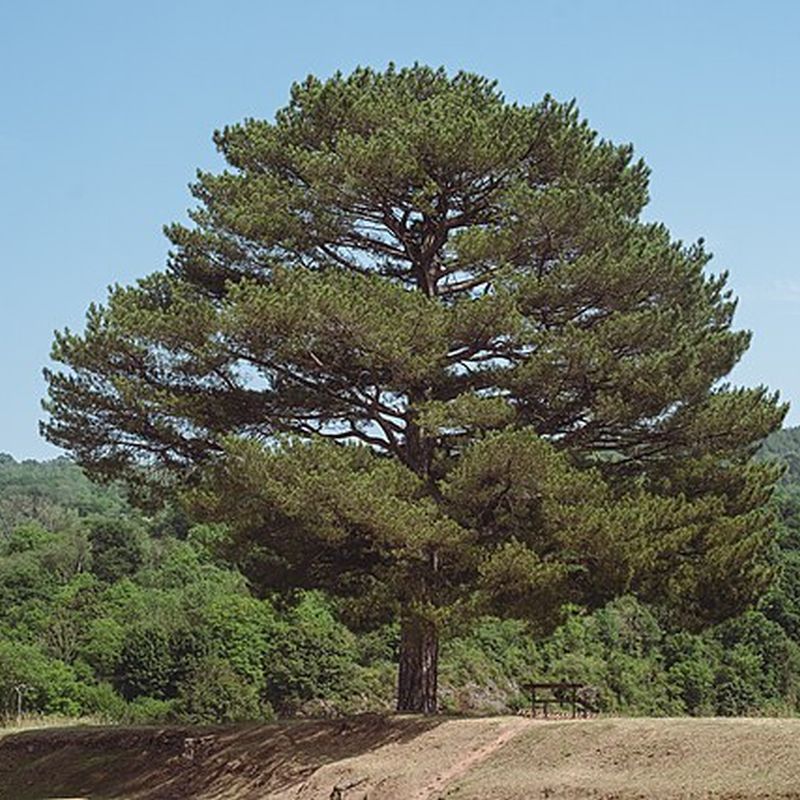 borovice černá