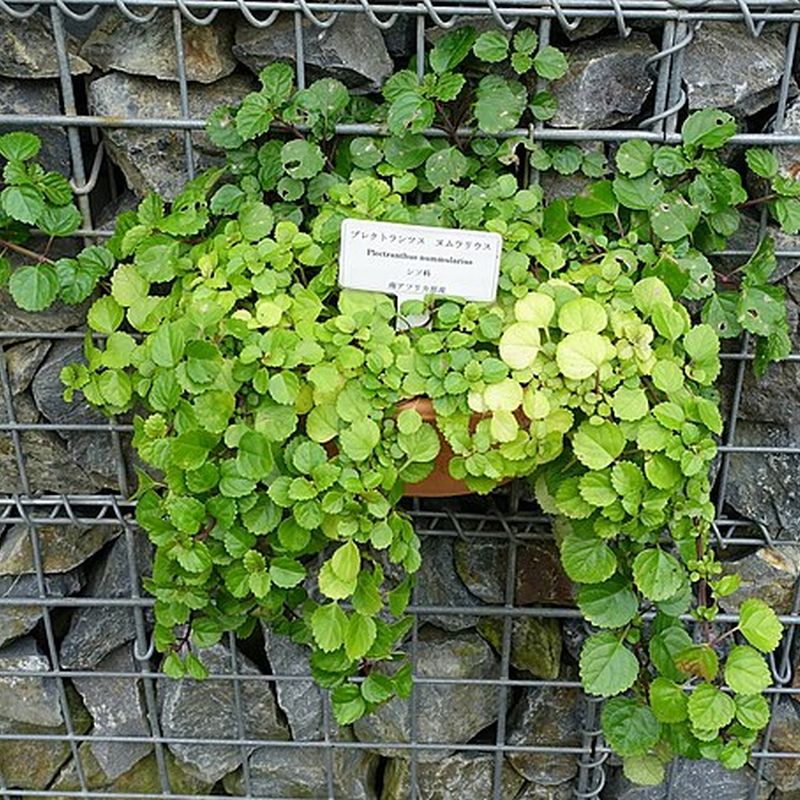plectranthus přeslenitý