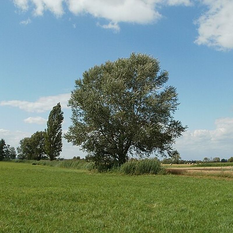topol bílý