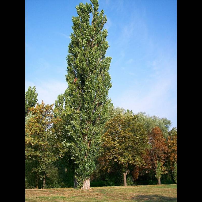 topol černý