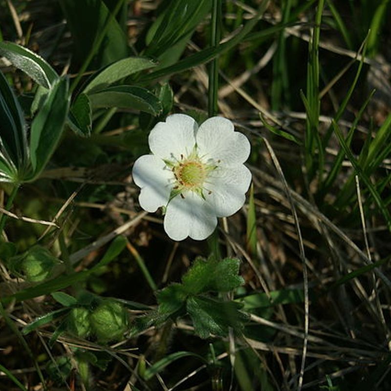 mochna bílá