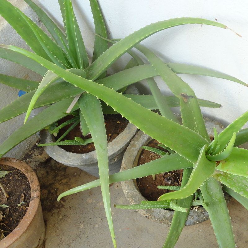 aloe pravá
