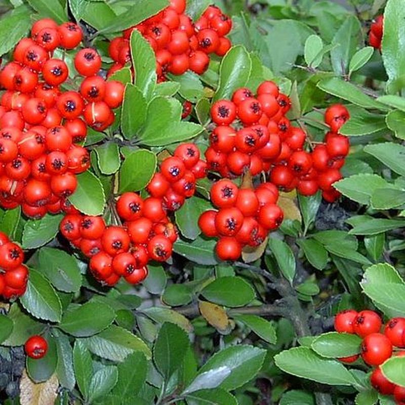 hlohyně šarlatová
