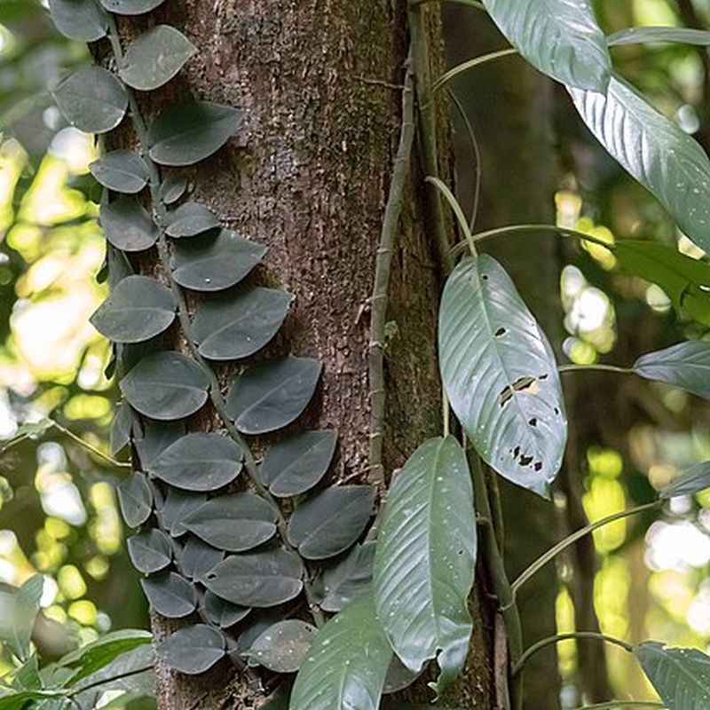šplhavý filodendron