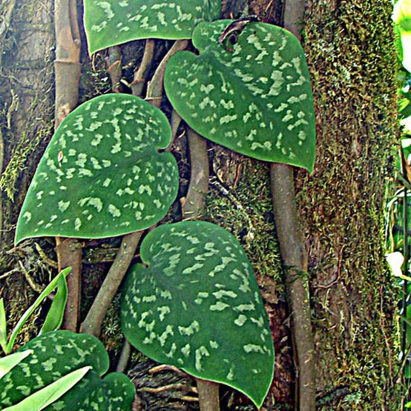 scindapsus skvrnitý
