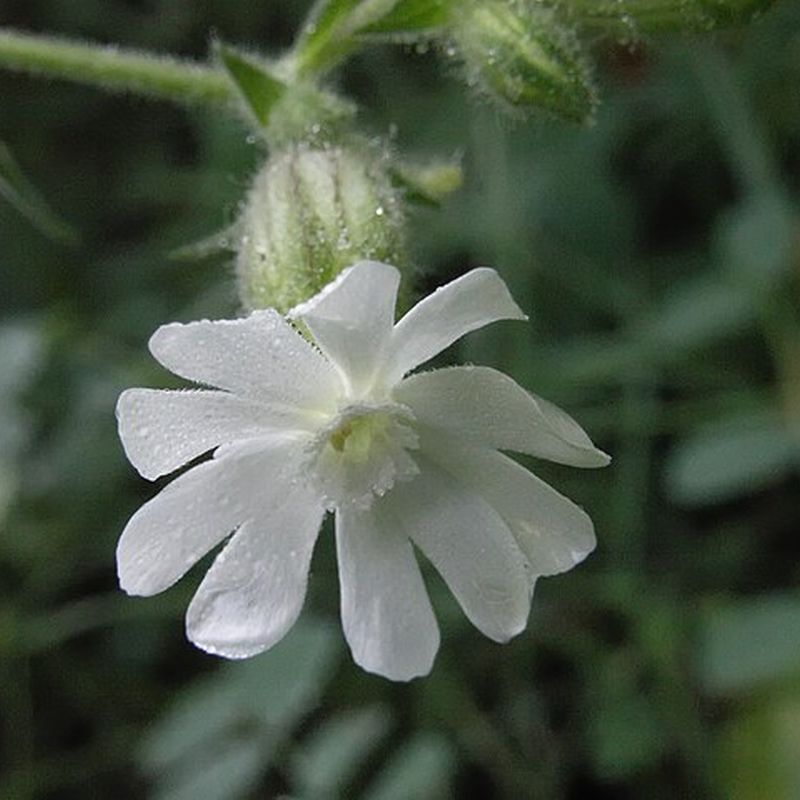 smolnička širokolistá