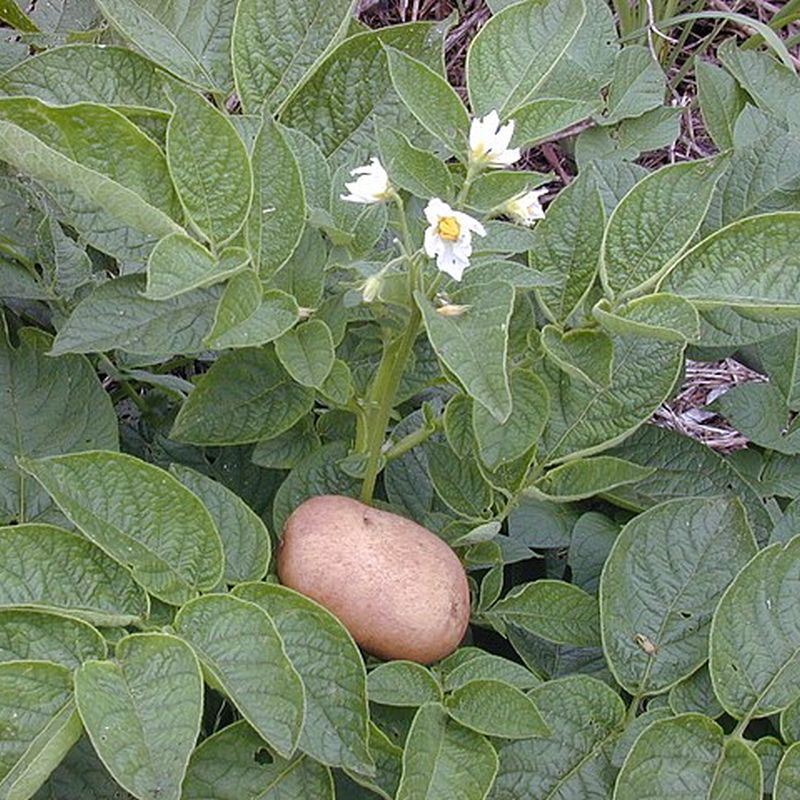 brambora