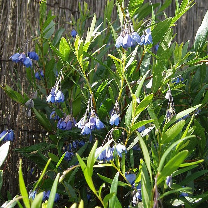 Sollya heterophylla