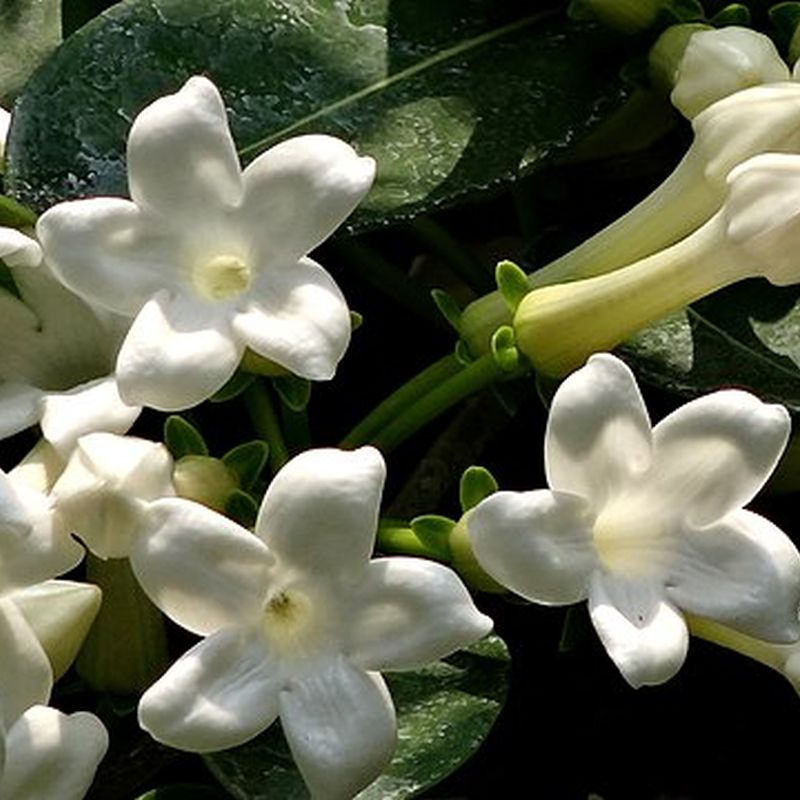 stephanotis bohatokvětý