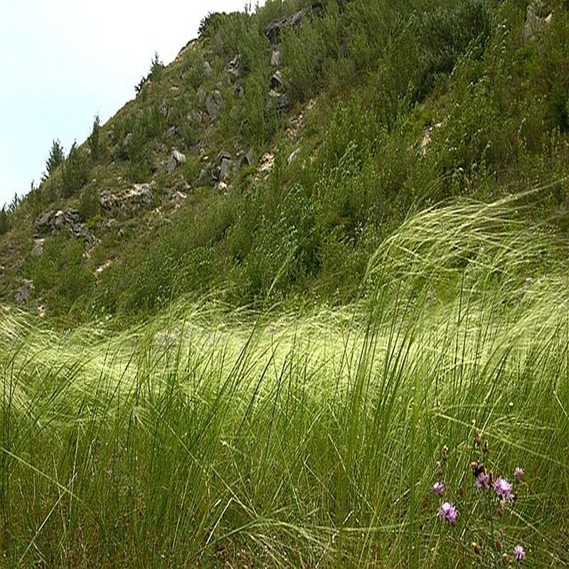 kavyl vláskovitý