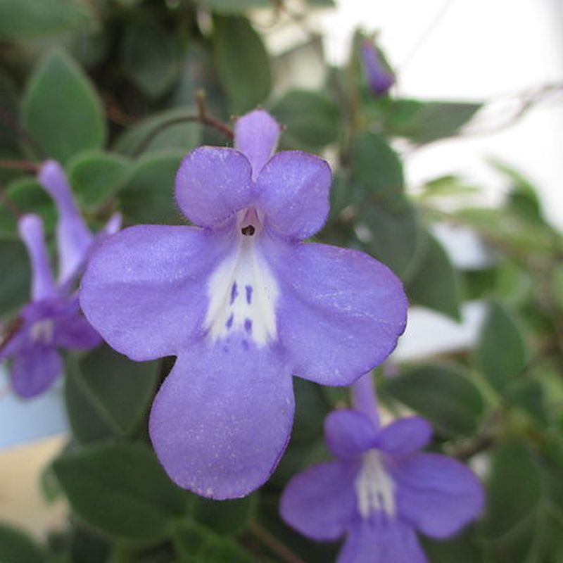 streptokarpus převislý