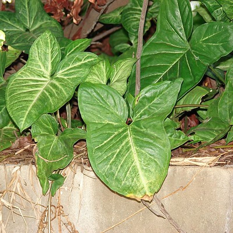 syngonium
