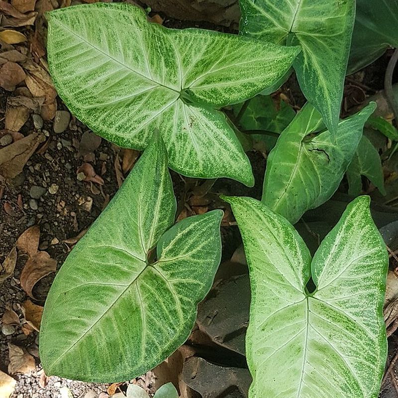 syngonium stopkaté