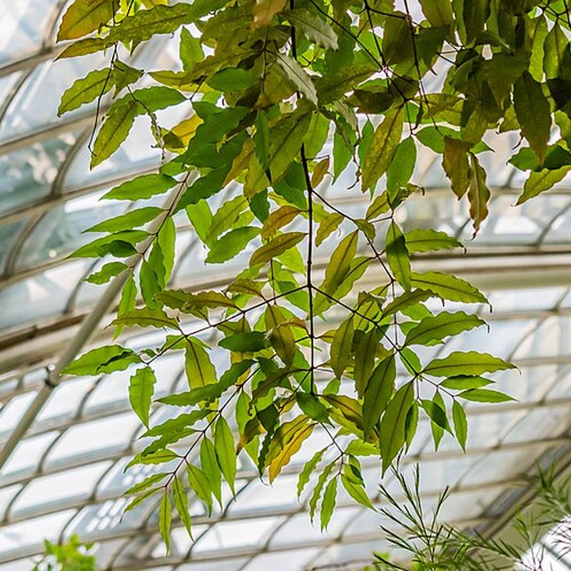 syzygium latnaté