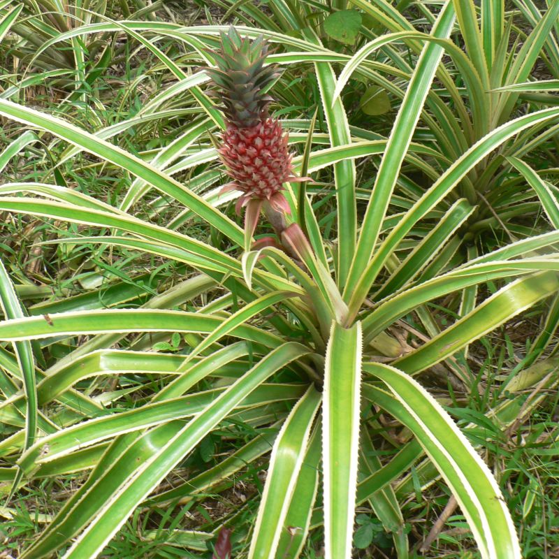 ananas jedlý