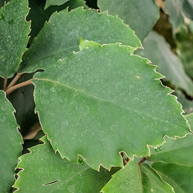 tetrastigma voinierianum