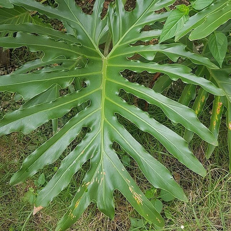 thaumatophyllum bipinnatifidum