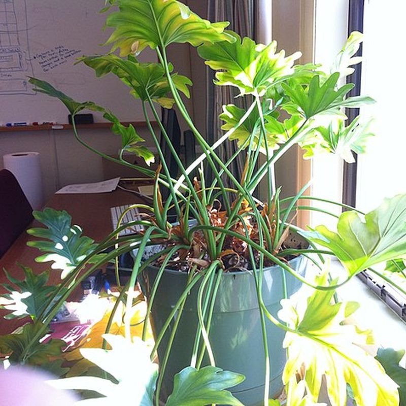 thaumatophyllum xanadu