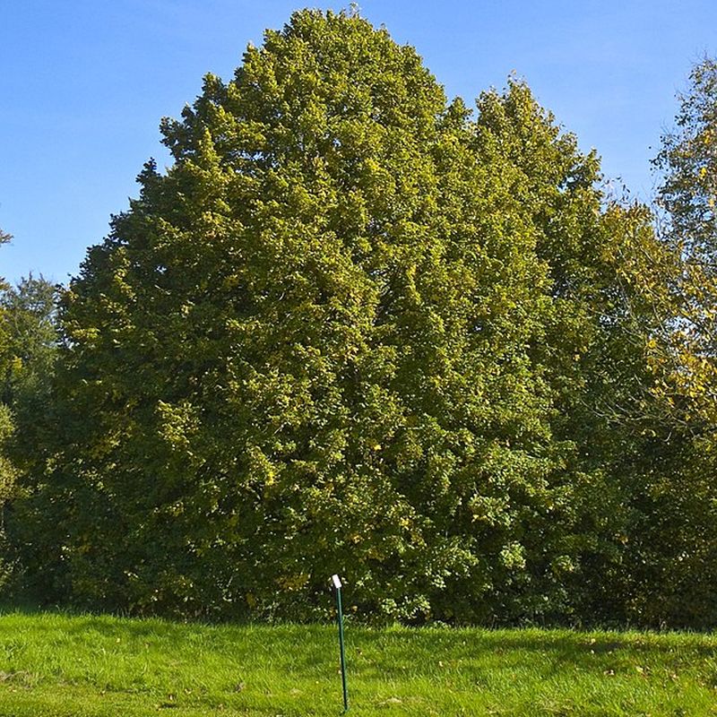 lípa velkolistá