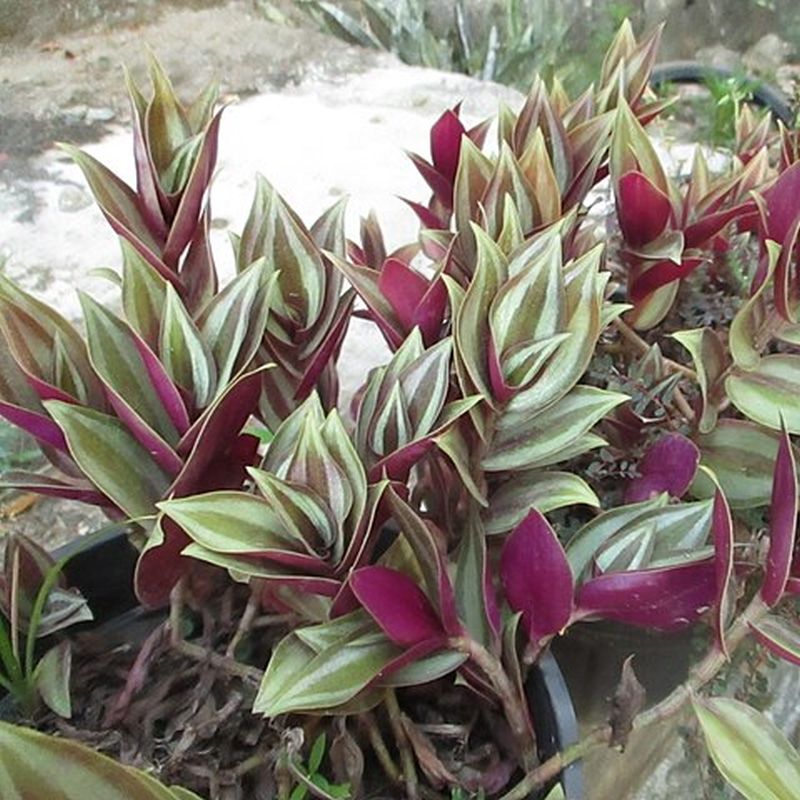 tradeskancie zebrina