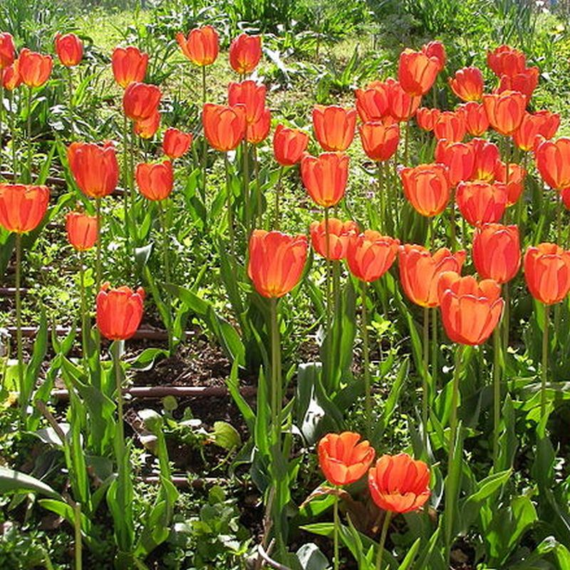 tulipán zahradní